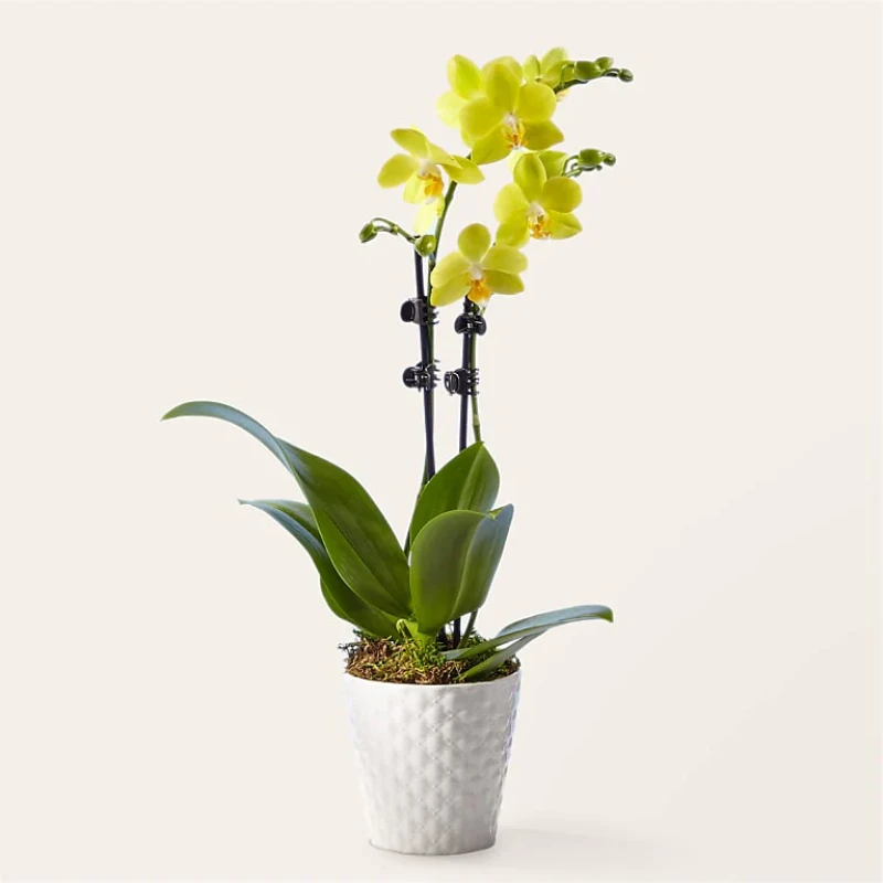 Sunshine Yellow Orkide