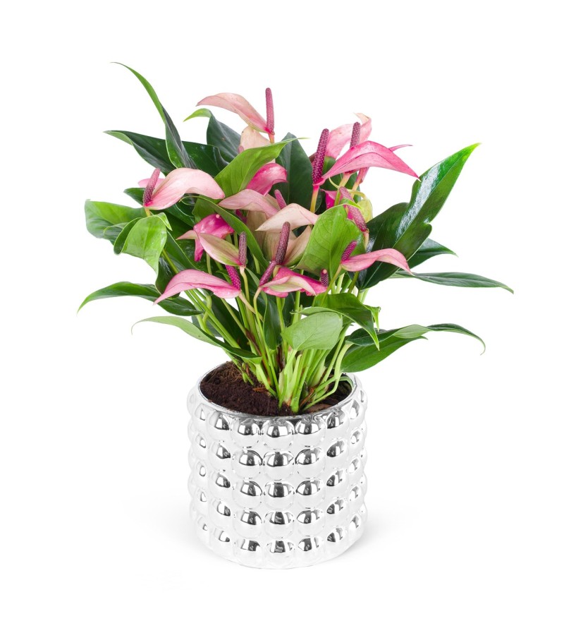 Anthurium Zizou